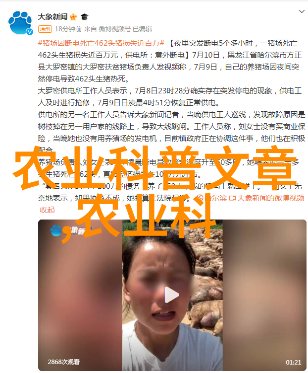 不需要授粉的阳台水果我家的这些超级棒的无花果