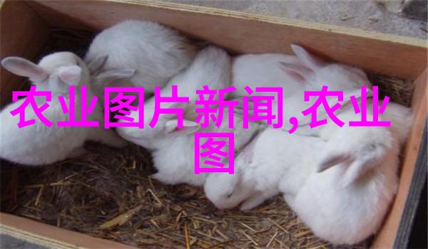 智慧种植小型微耕机如何革新家庭菜园