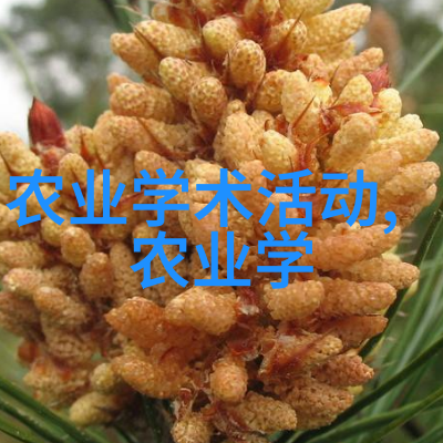 欧洲菊苣我的菜园里的新宠儿