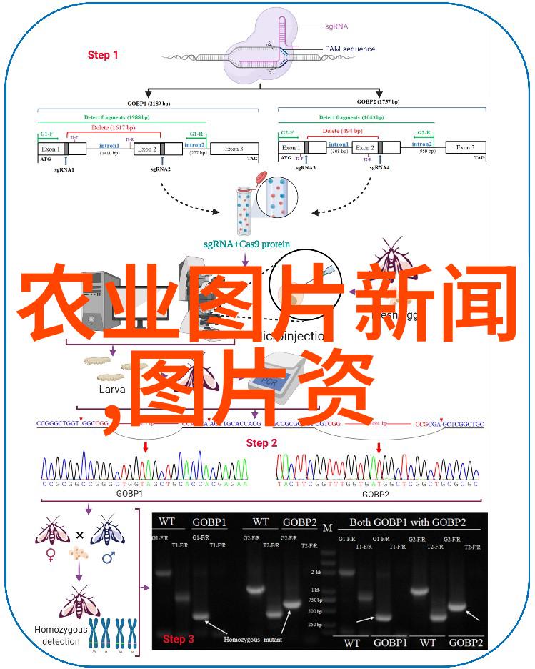 从初学者到专家学习和实践优质花卉种植技术