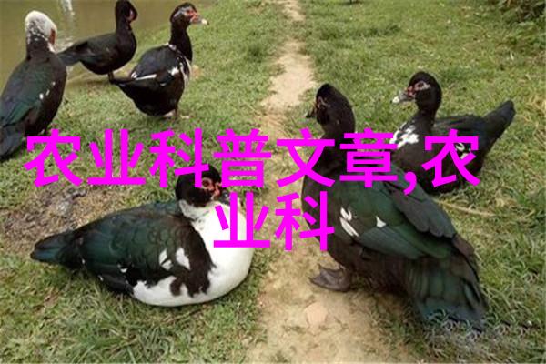 种子之美花园里的微型艺术品