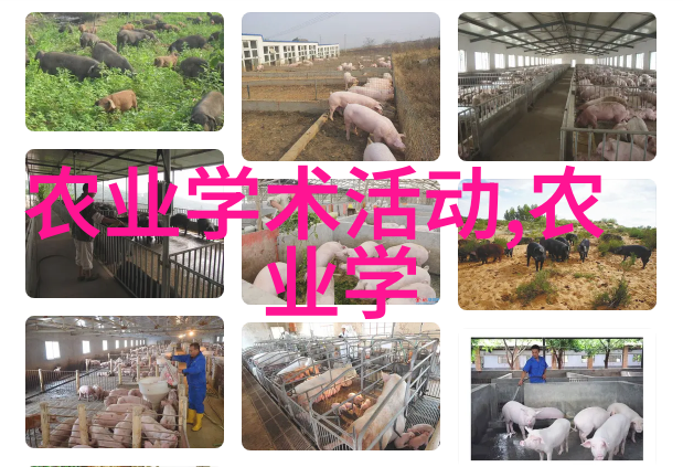 牛补贴年期探究一年一补背后的机制与影响