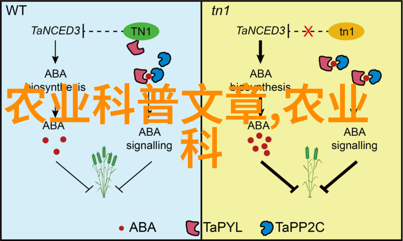 在秋天为何要注意更多地施用肥料来促进植物生长