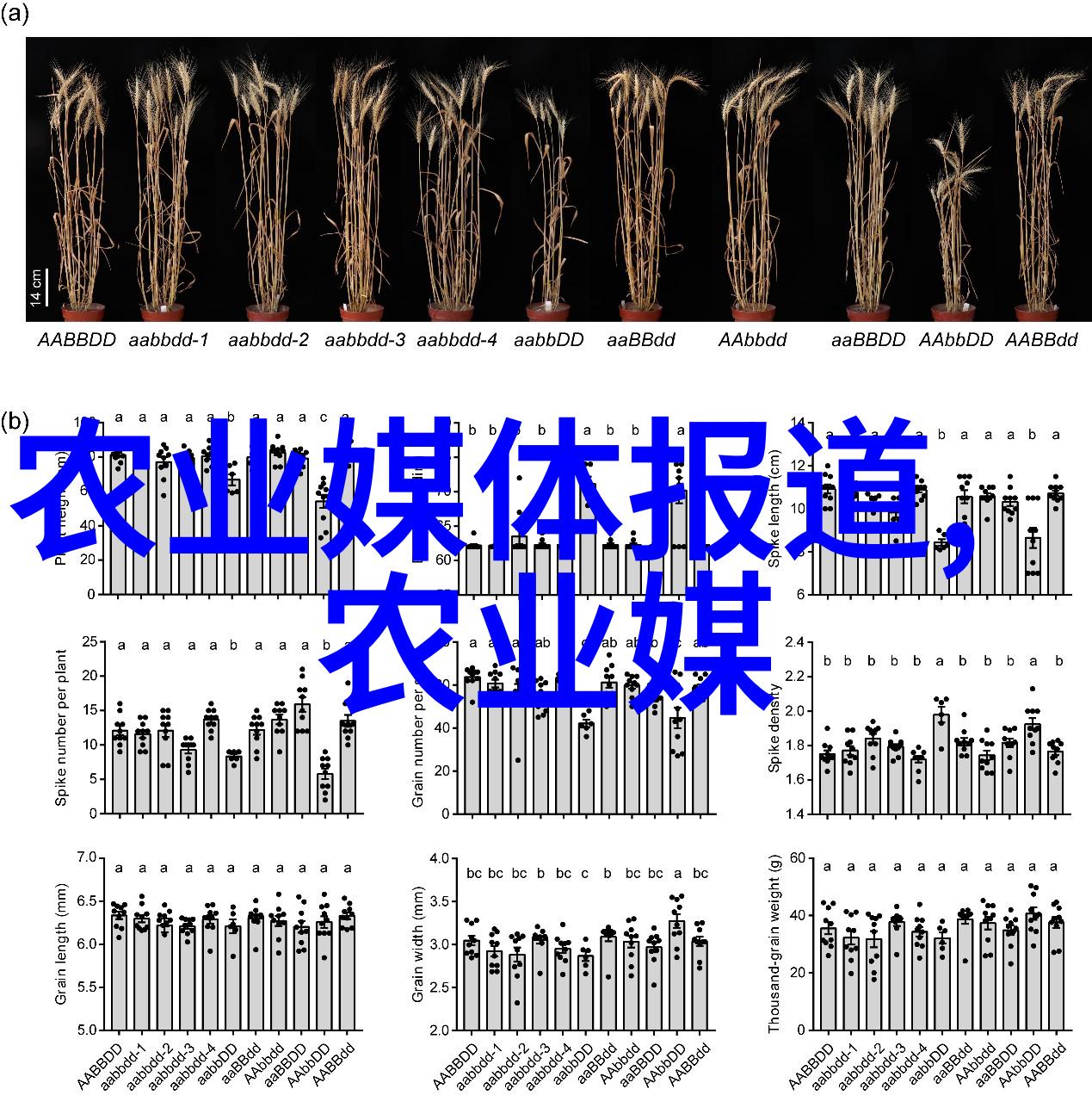 黄牛养殖亲子大放送我是怎么批发牛苗的