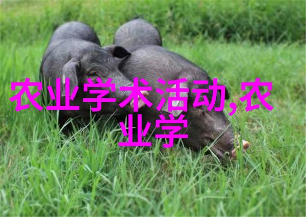 美国红枫树10公分种植价格