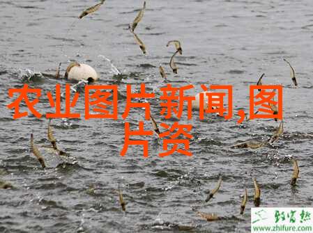 从野生到桌面探索中草药6000种的采集与应用