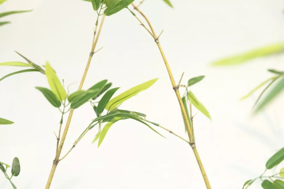 茶叶知识300字从萌芽到泡沫茶的秘密花开