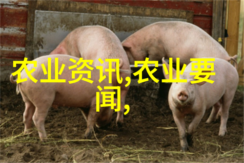 浅析泥鳅养殖技术与实践操作指导
