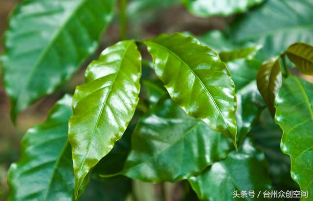 绿野仙踪探索农村百草神奇的药用价值