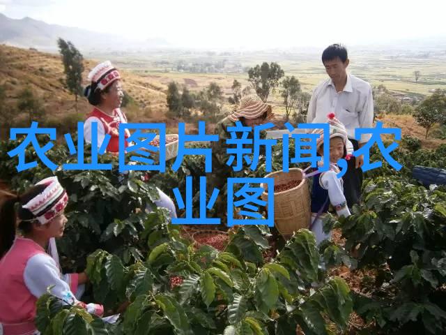 草药小精灵种苗大冒险