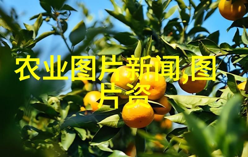 秋收启航8月至9月的最佳种植宝藏