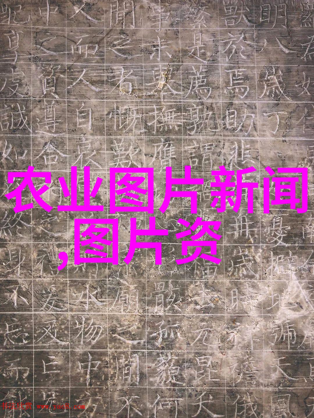 金钱树下的枫叶舞