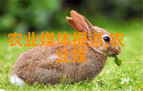 花卉种植-精彩纷呈从基质选择到施肥技巧的全方位指南