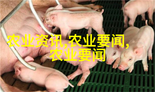 西红柿