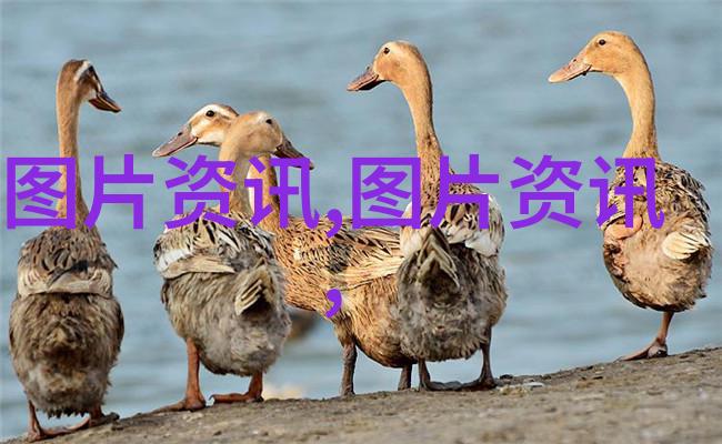 荒凉的阳台生长的希望