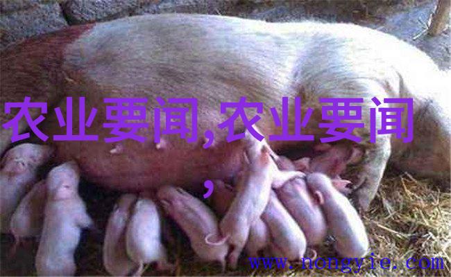 蜜源与栖息地的巧妙布局提升苍蝇养殖效率的关键因素