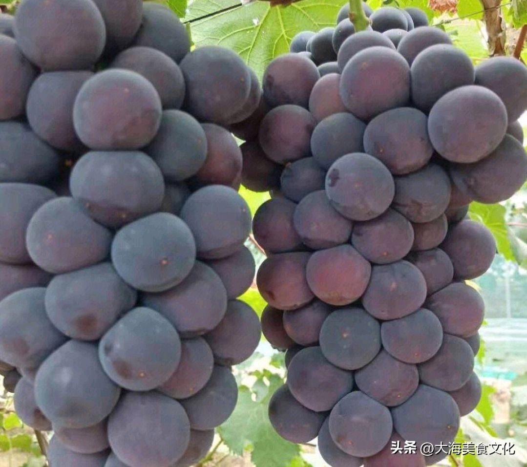 在城市中进行小型庭院植物种植有什么特别之处吗