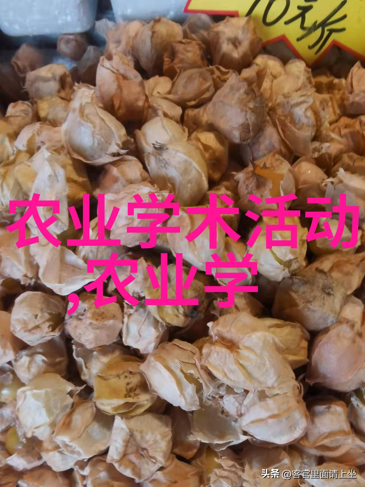 茶树的介绍绿叶下的艺术与传统