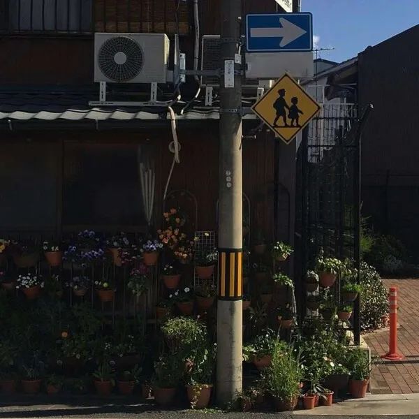 15元至18元的红果冬青树春季园艺新宠价格盘点