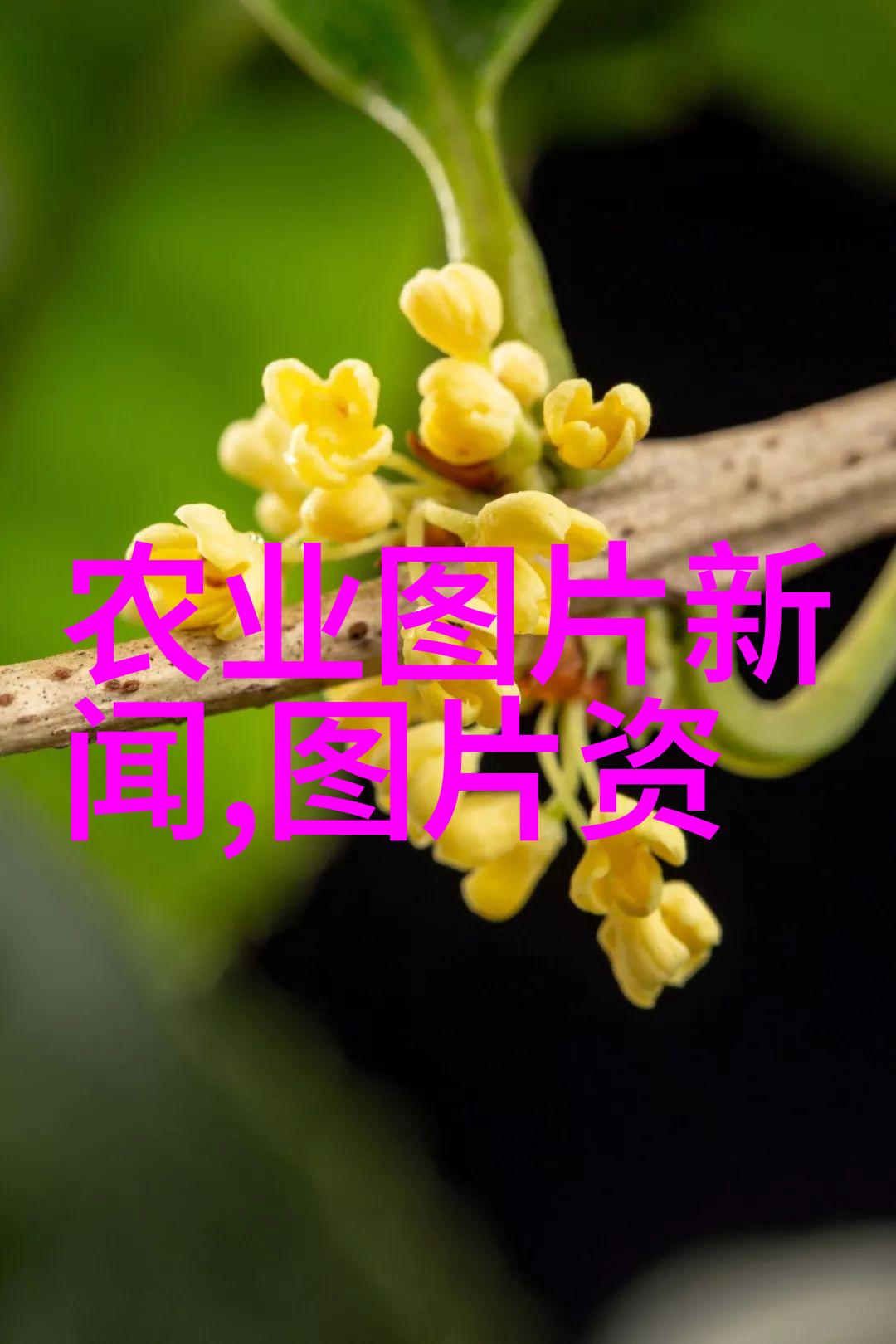 山羊的守护者波尔山羊养殖之道