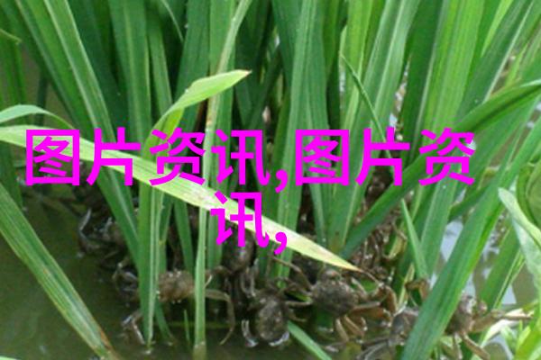 中国最贵的茶叶4亿我都不知道这茶是怎么回事