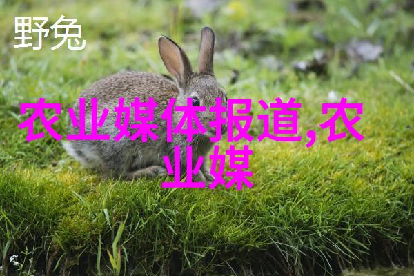 家用玉米棒输送机链条系统高效智能食品加工自动化解决方案