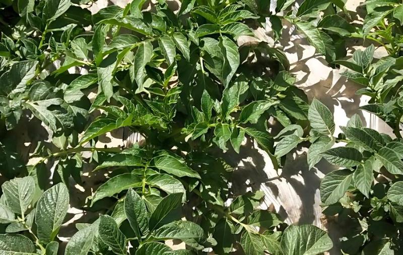 探索农业局可行项目种植畜牧与农产品加工的多元机遇