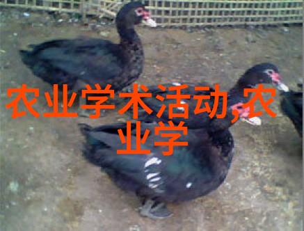 中国养猪网金猪银羊的智慧之旅