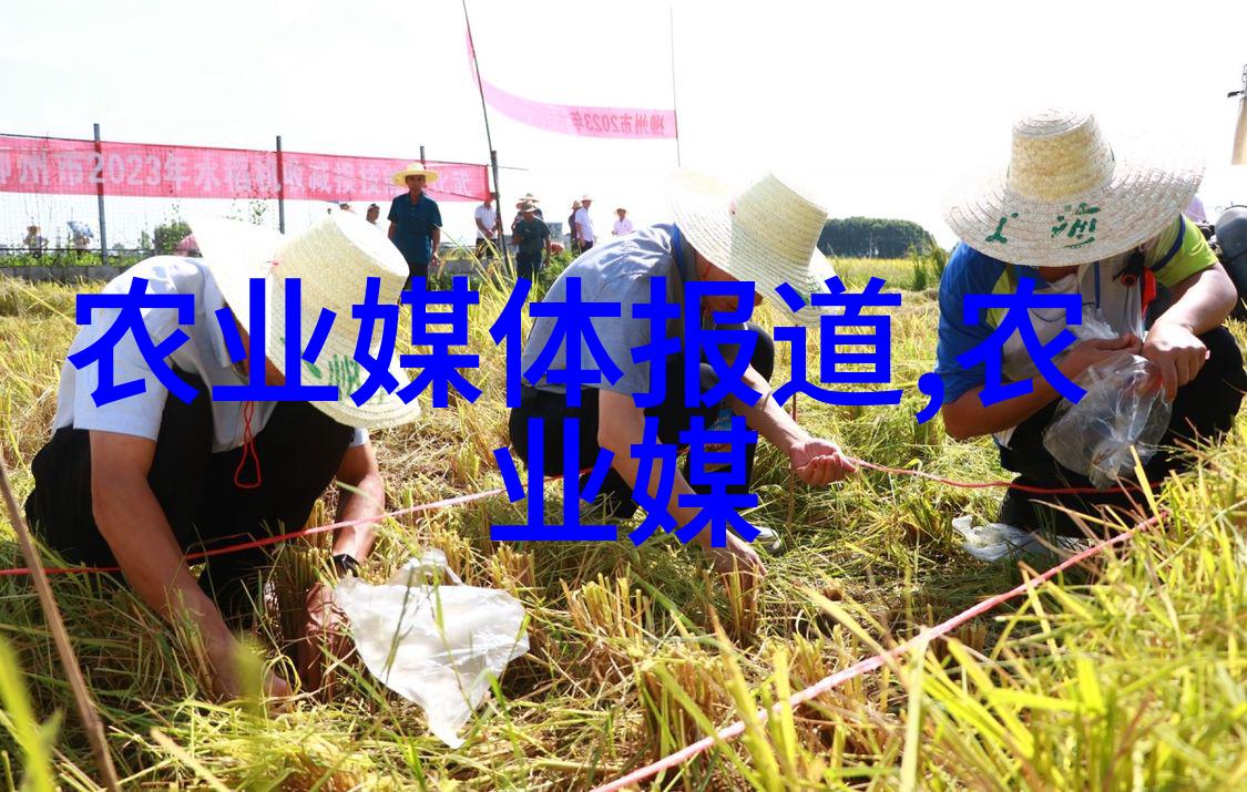 黄金季节的收获玉米田里的故事