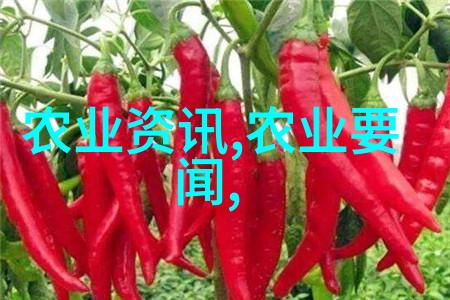 见证农业科技进步现场直播养猪从小隻到肥牛过程