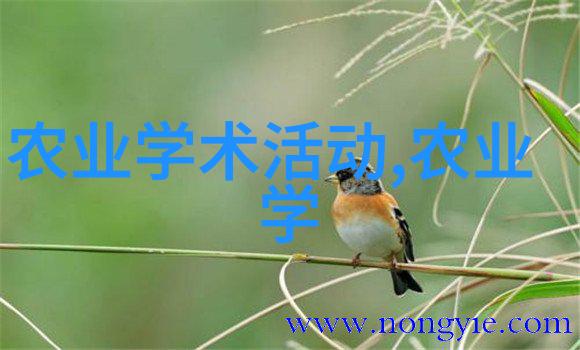 菲克老虎金呆了球场上的奇迹与梦想的重塑