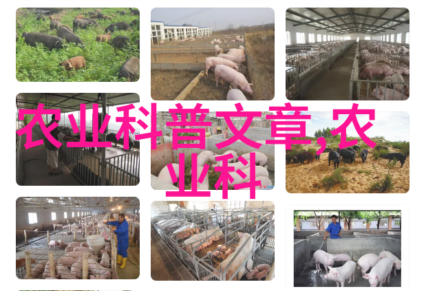 主题-233乐园欢笑与梦想的奇妙交汇
