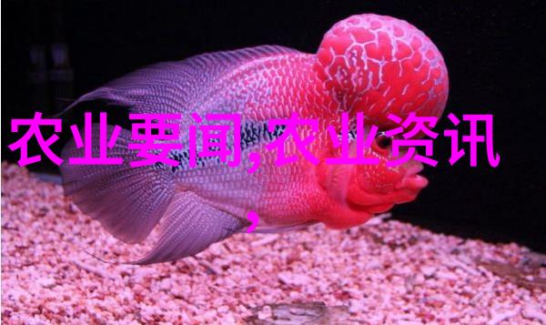 欧洲菊苣-探索欧洲菊苣从田野到餐桌的美味之旅