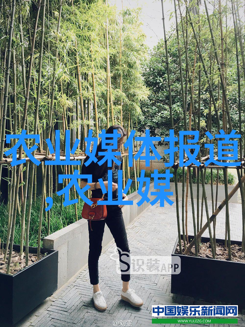 18公分五角枫价格-秋意浓时探究18厘米五角枫的市场价格