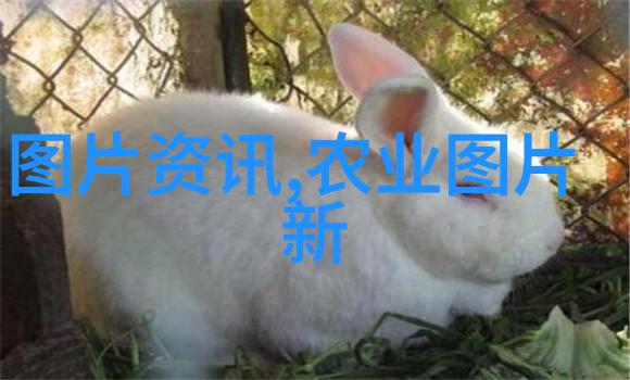 无土栽培蔬菜绿色宝藏的未来种植方式