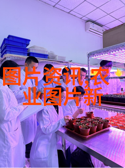 探秘播播四房背后的故事与文化意义