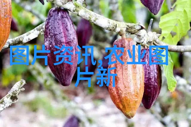 鸡毛菜图片背后的神秘故事是什么