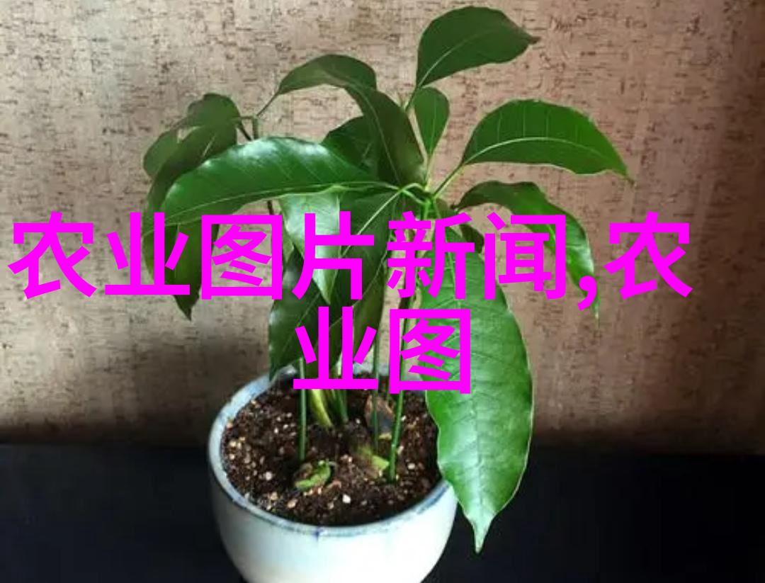 如何准备拍摄蜜蜂养殖过程中的关键时刻
