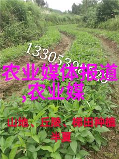智慧播种未来的农业革命