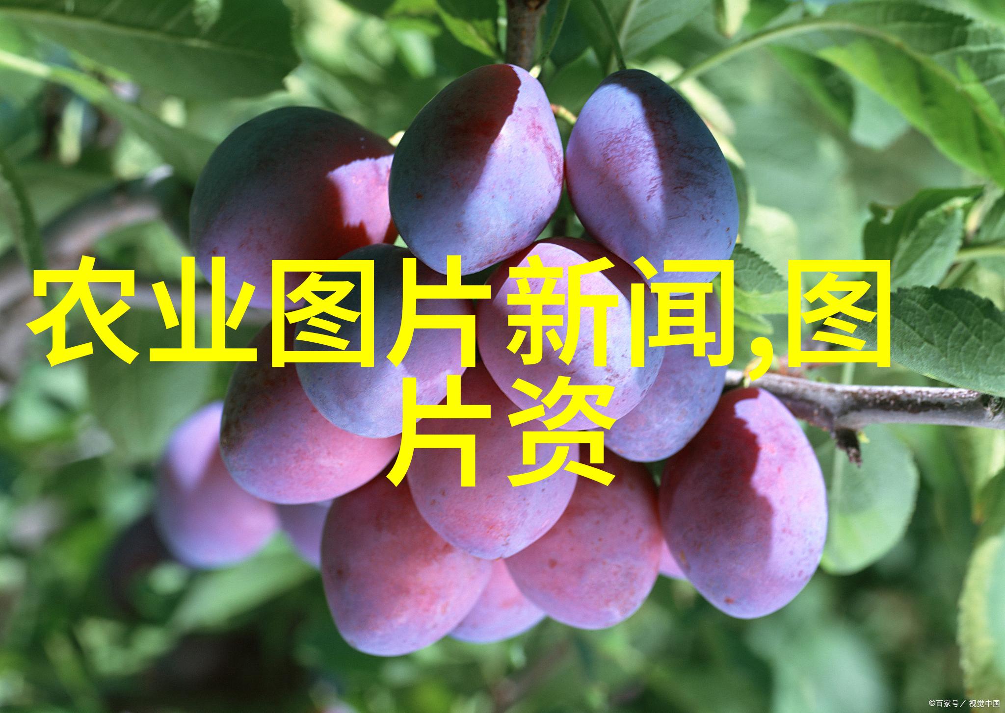 李益管好荔枝品质 托起农户信心