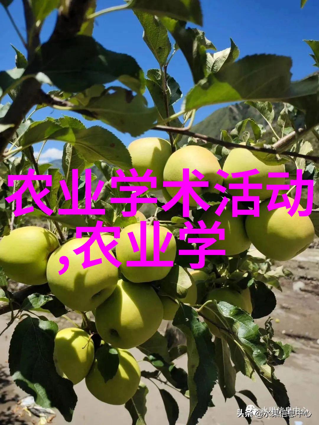我们应该如何根据气候变化调整给5脾蜂喂养的白糖数量