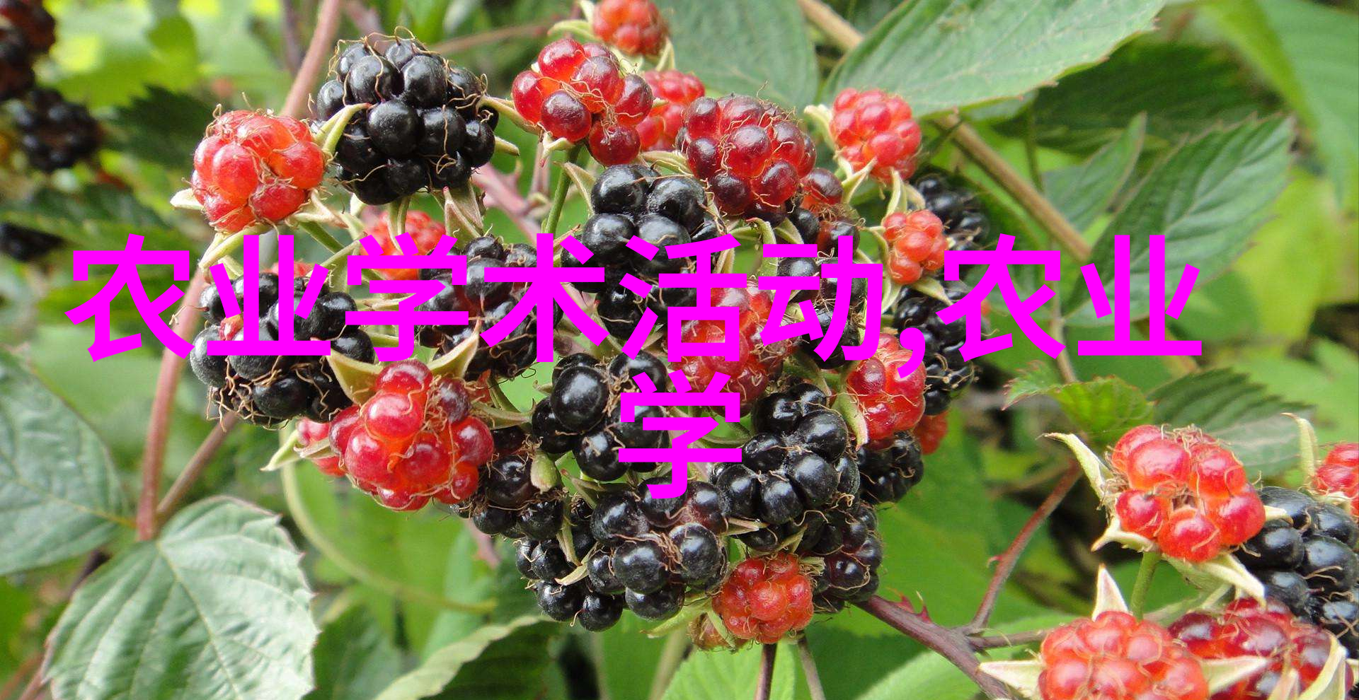 国家对药材种植的补贴政策及标准