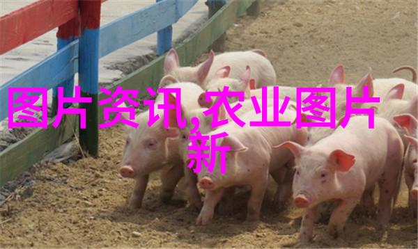 反复探究吕梁市绿色食品马铃薯生产技术与蟹爪兰的养殖方法和注意事项
