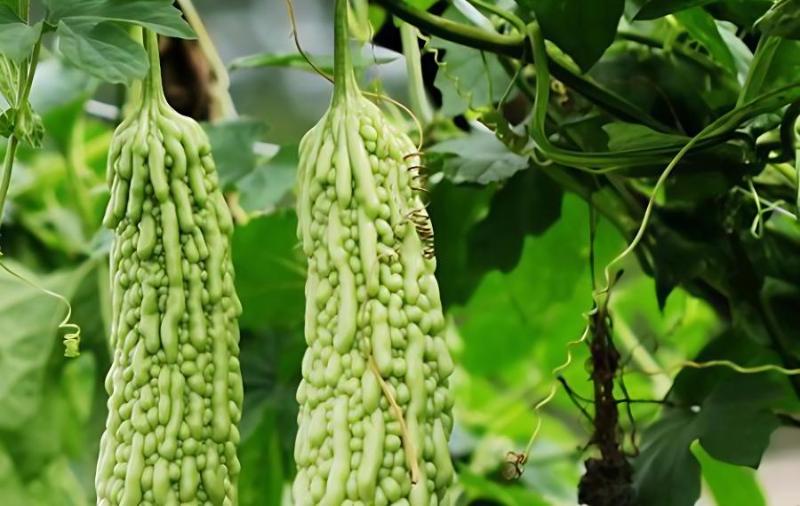 秋季阳台果园选择研究优化自家空间种植适宜水果品种