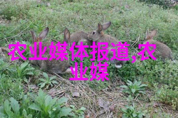 豌豆的魔力从古代食物到现代营养宝藏