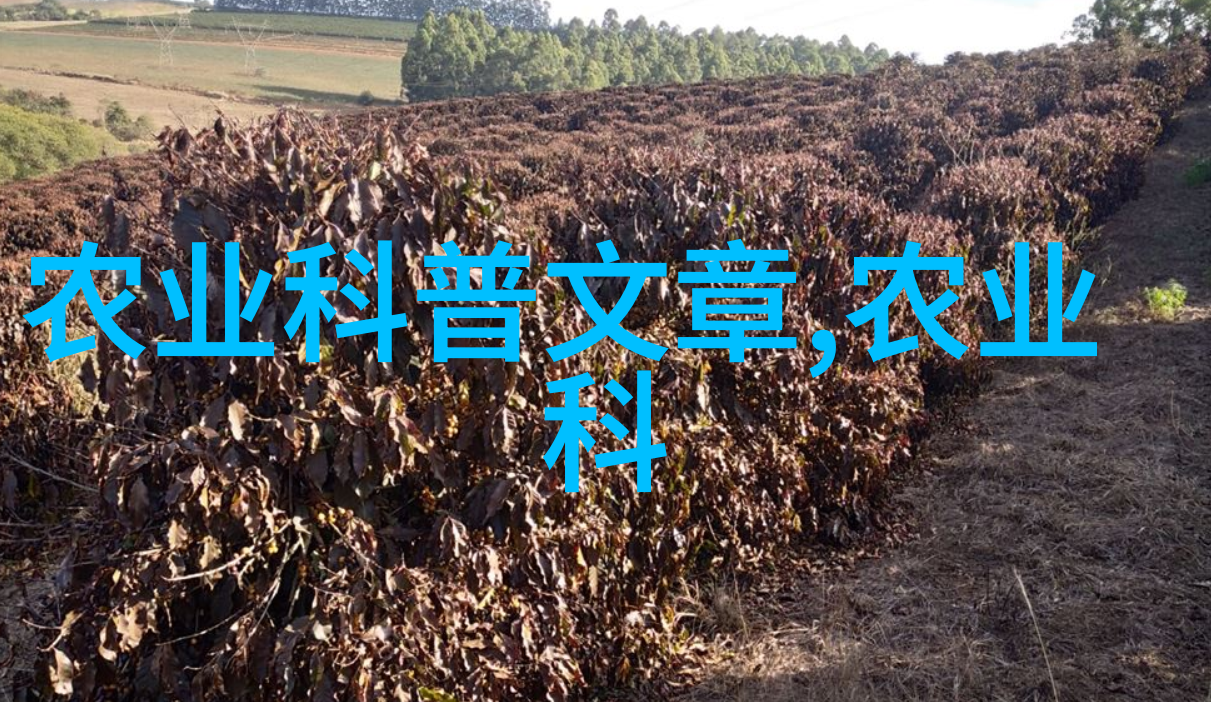 茶叶养生学解析其功效与健康作用的科学机制