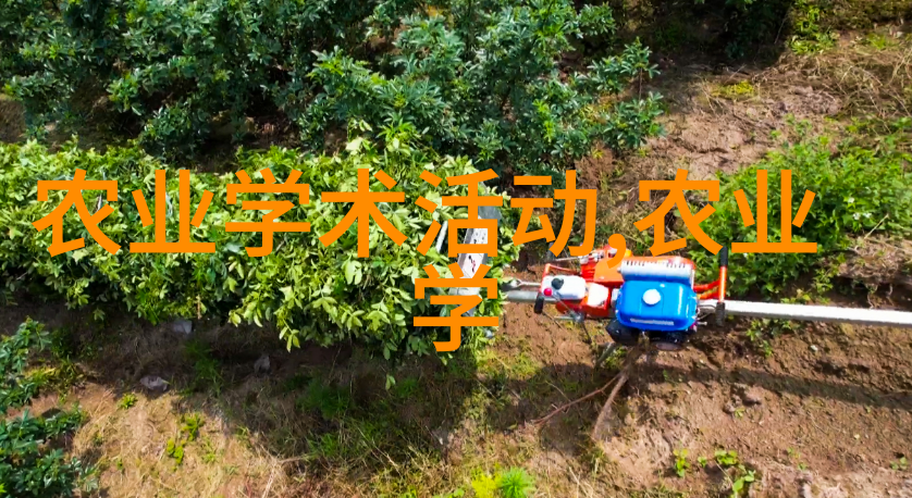 茶花树-家中插花传统观念与现代生活中的茶花树