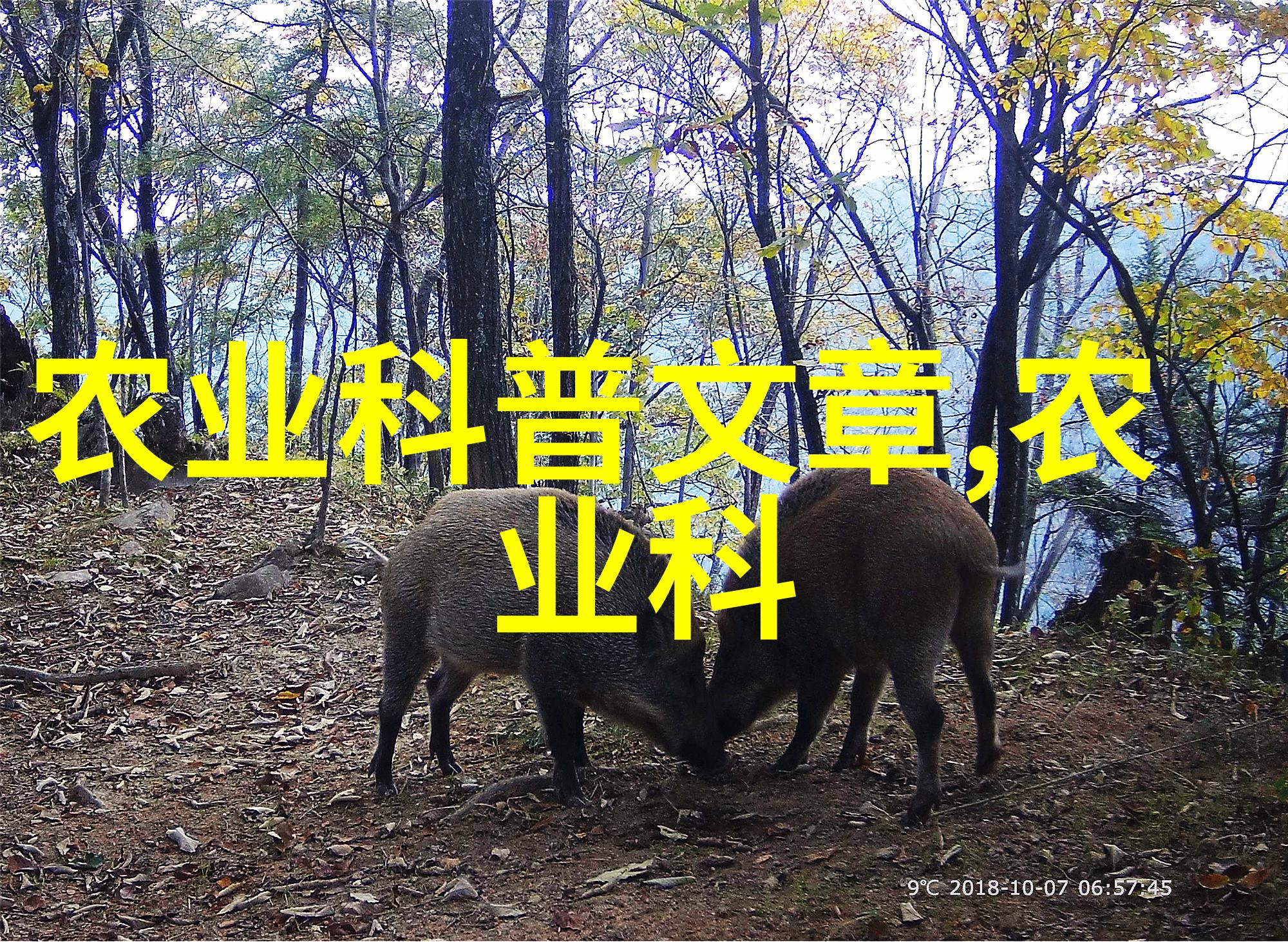 机器织梦包装机械的诗篇
