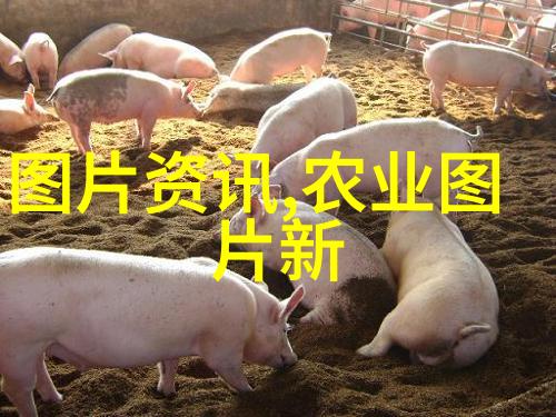 金线莲的珍贵与价格剖析人工金线莲一斤之价值