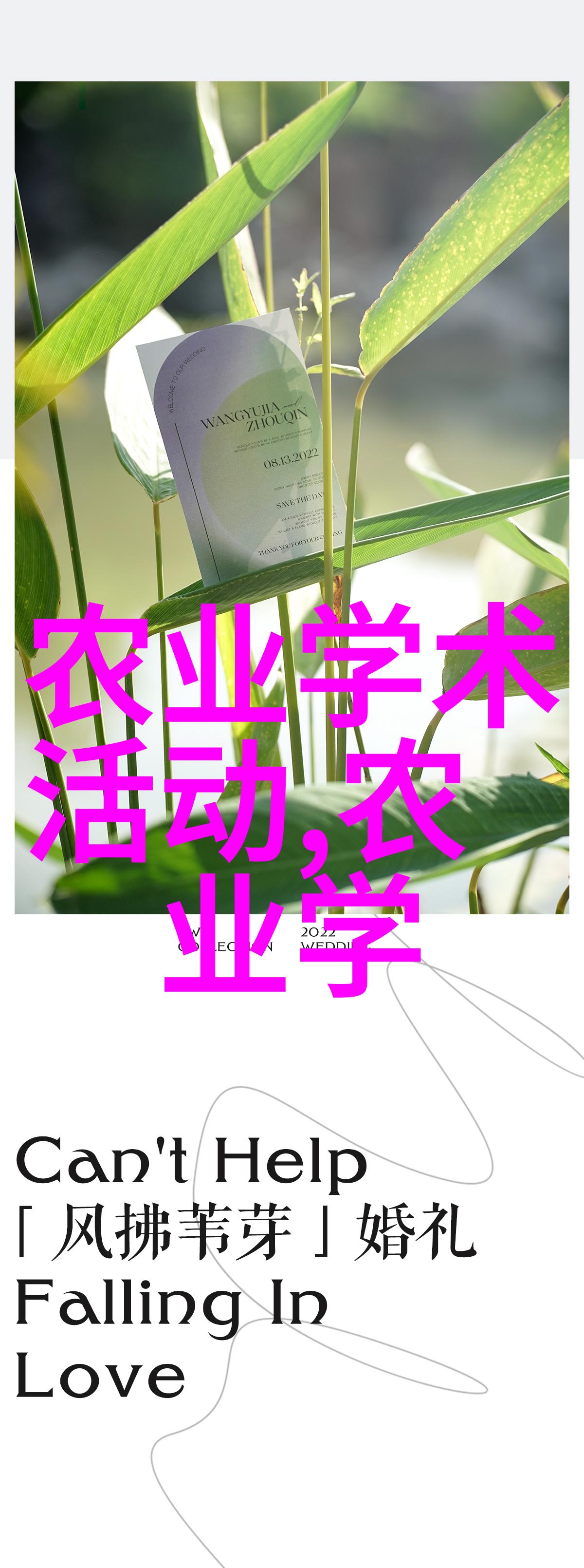茶的源起探秘从中国古代到世界之舞